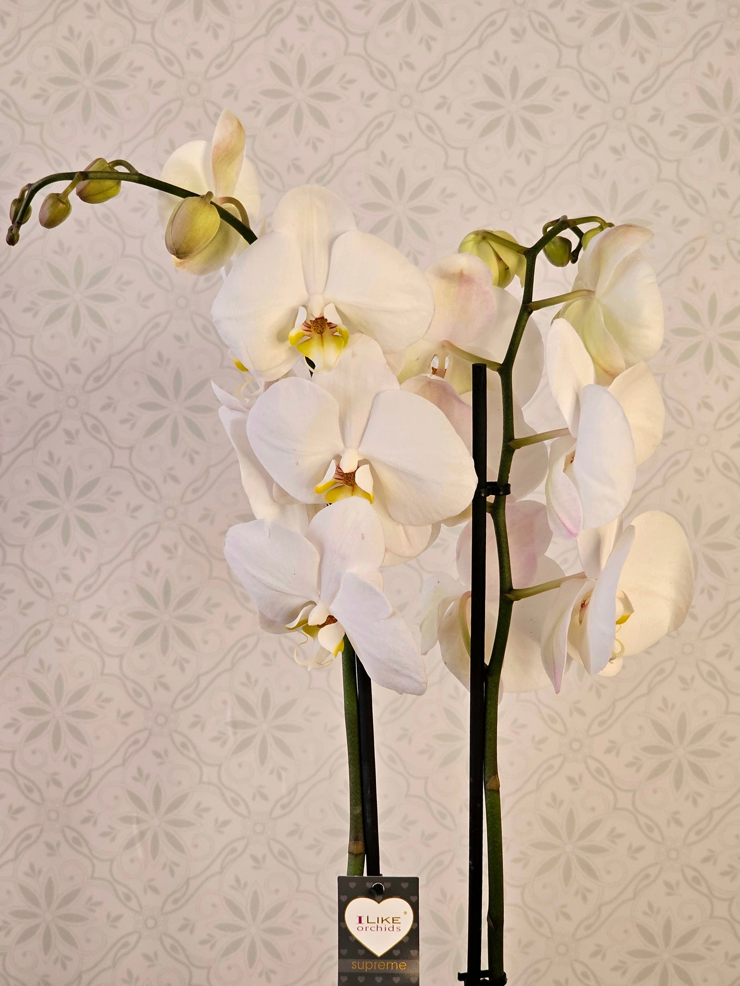 WHITE ORCHIDIA