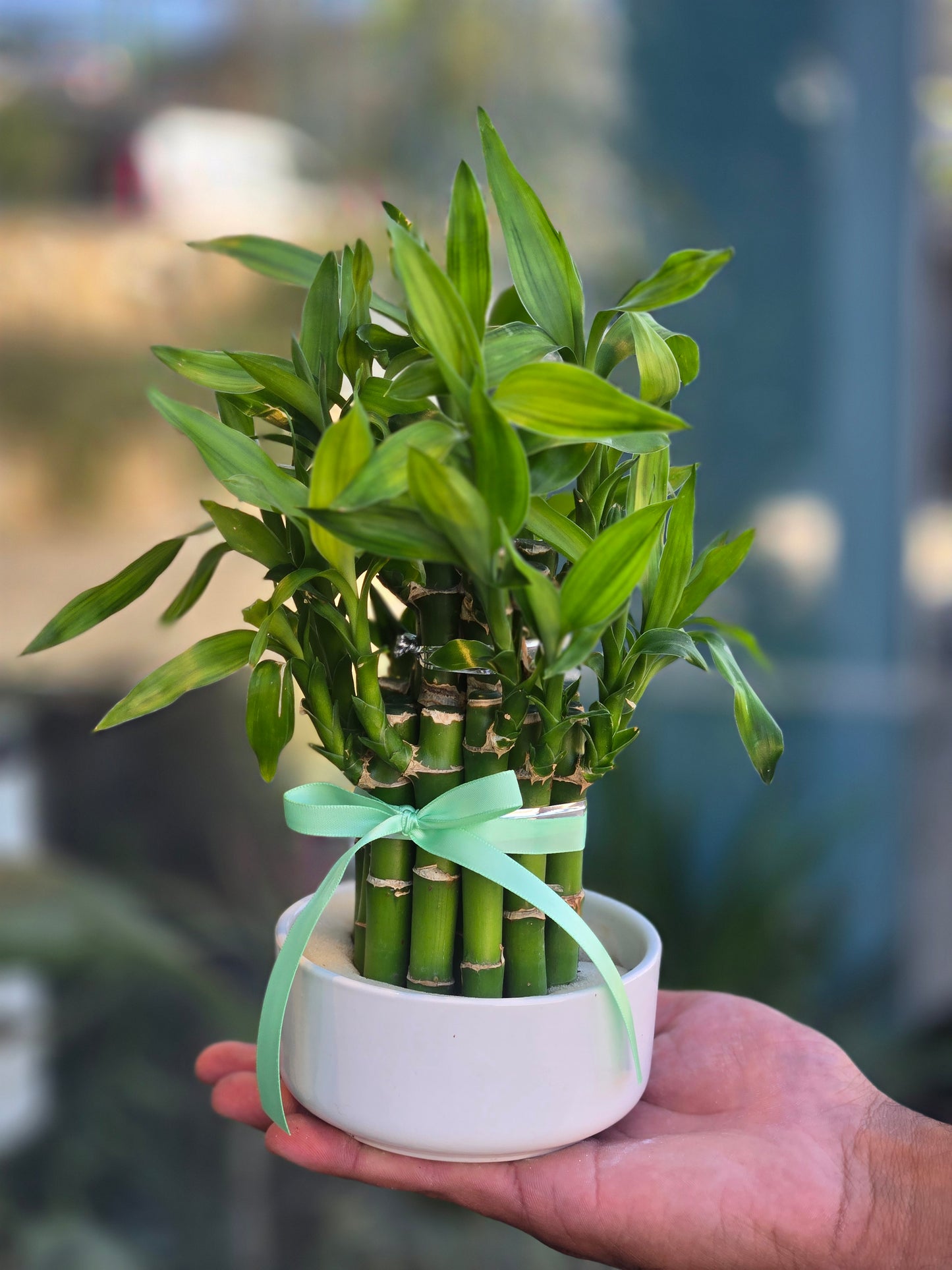 MINI BAMBOO