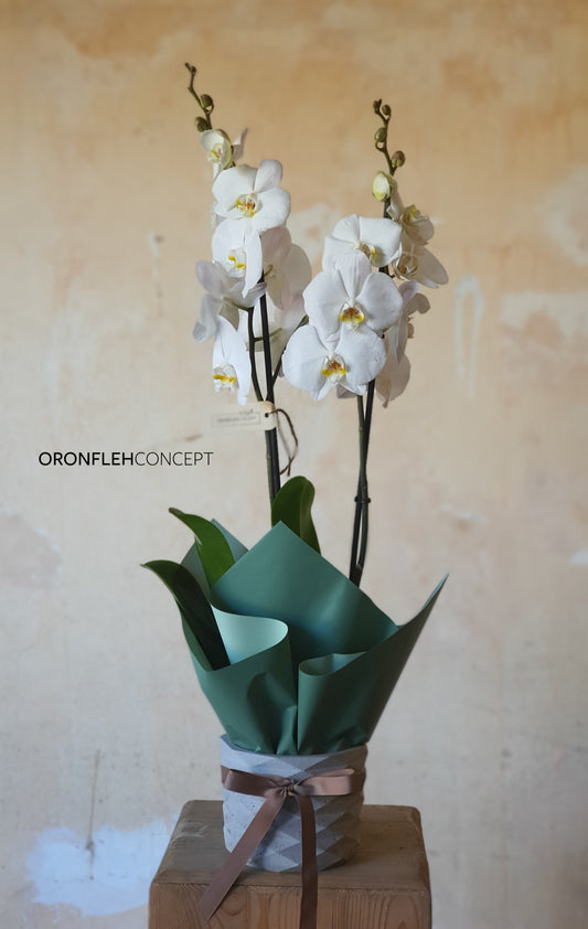 O.Orchids