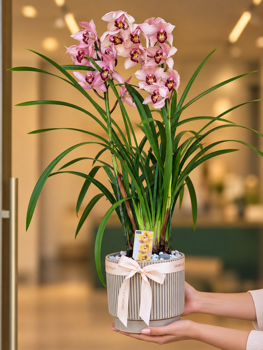 Pink Cymbidium Orchid