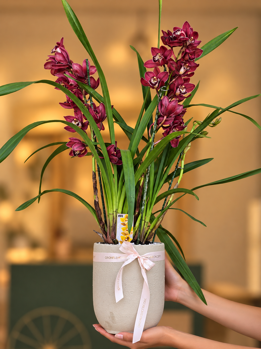 Burgundy Cymbidium 0rchid