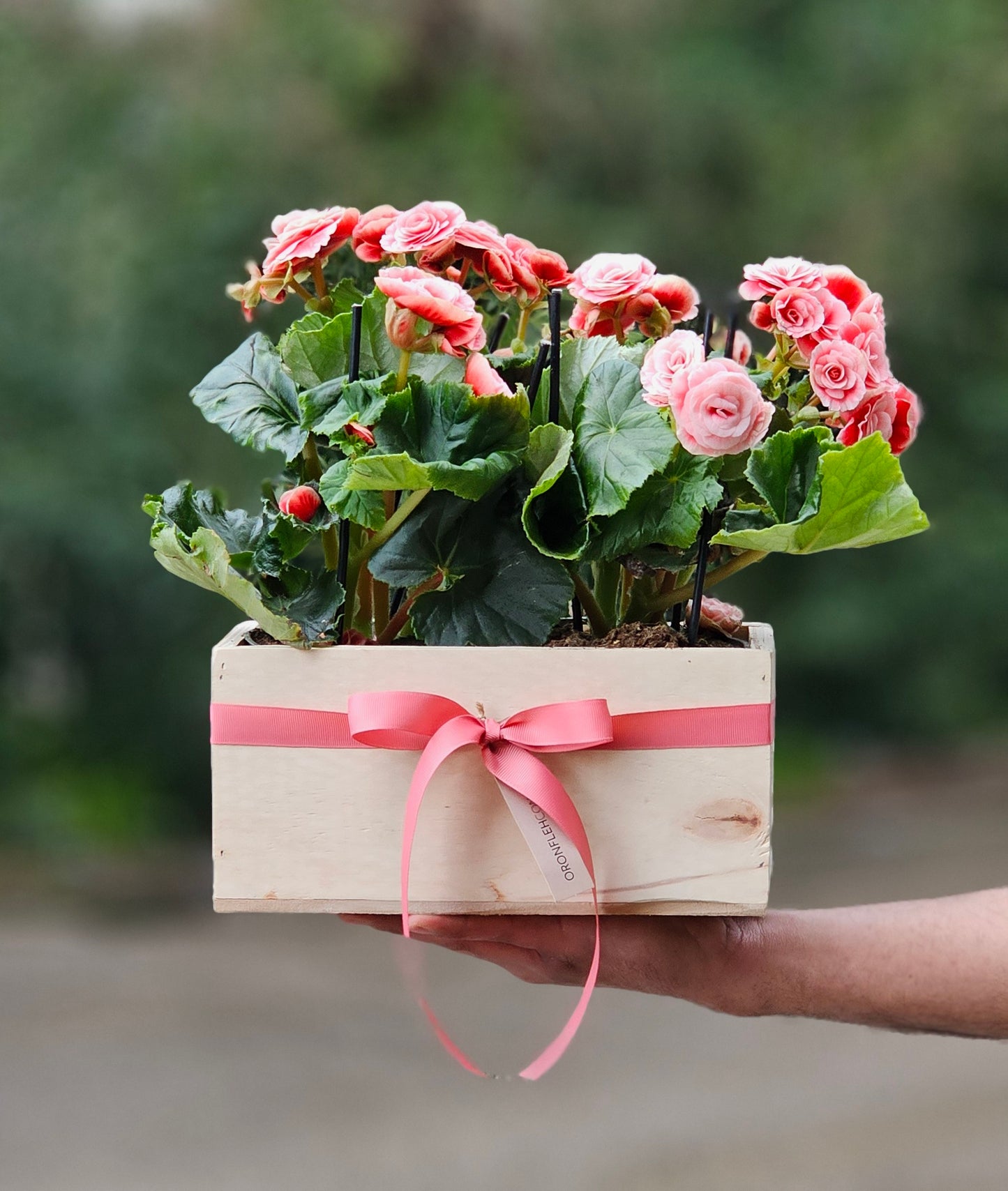 BEGONIA BOX