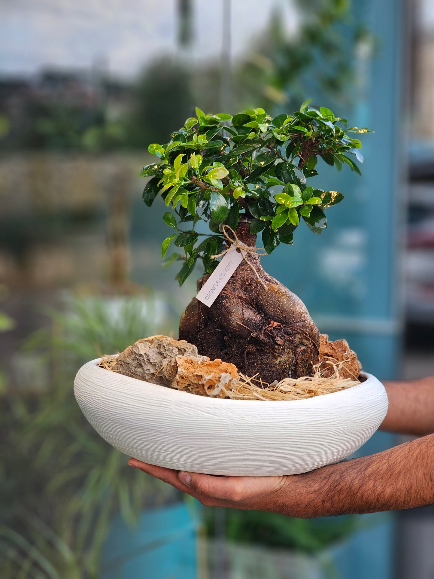 THE OLD BONSAI