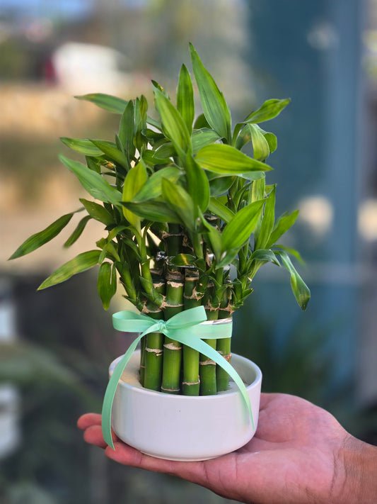 MINI BAMBOO