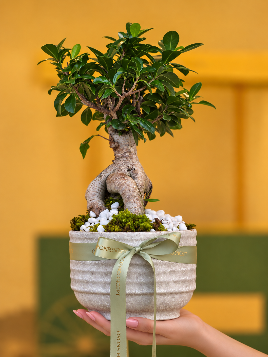 Evergreen Elegance Bonsai