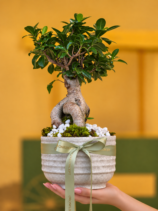 Evergreen Elegance Bonsai