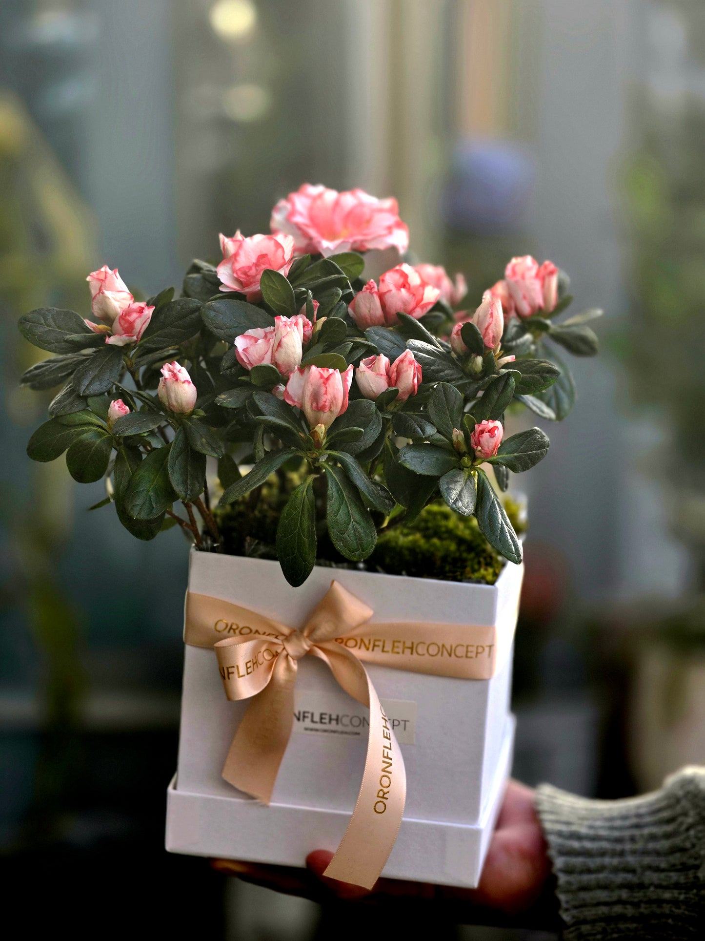 AZALEA MINI