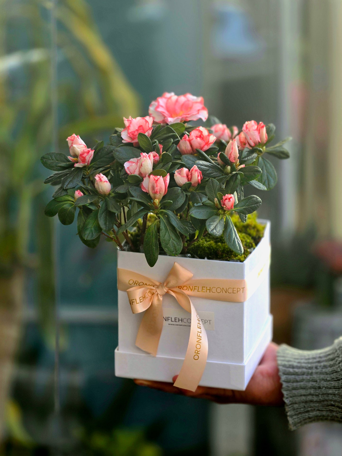 AZALEA MINI