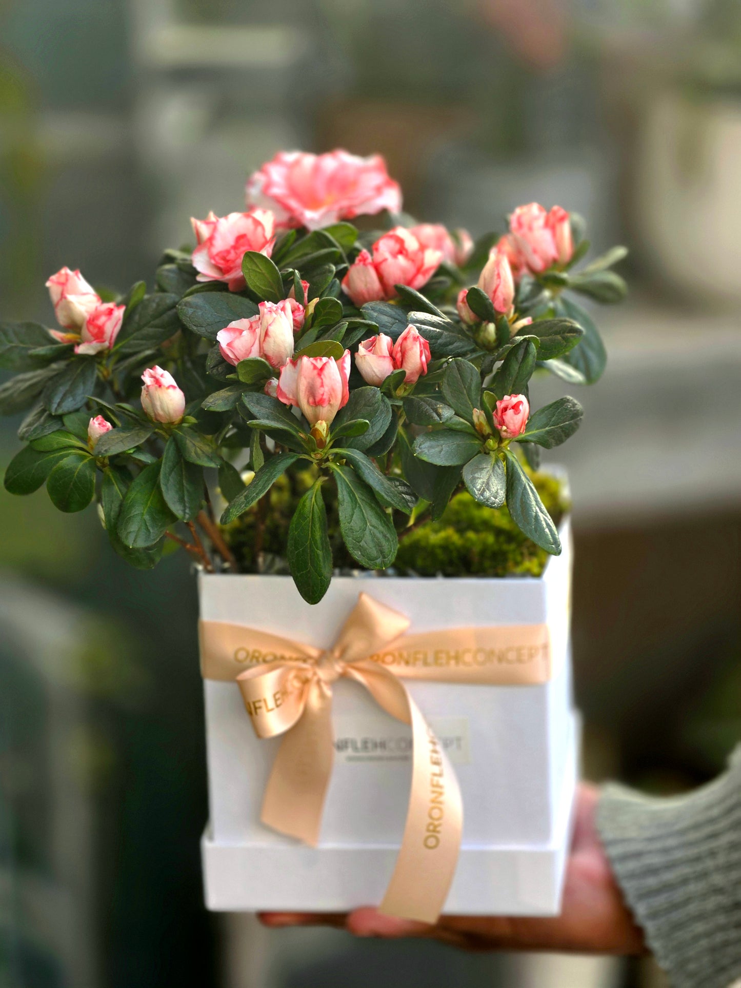 AZALEA MINI