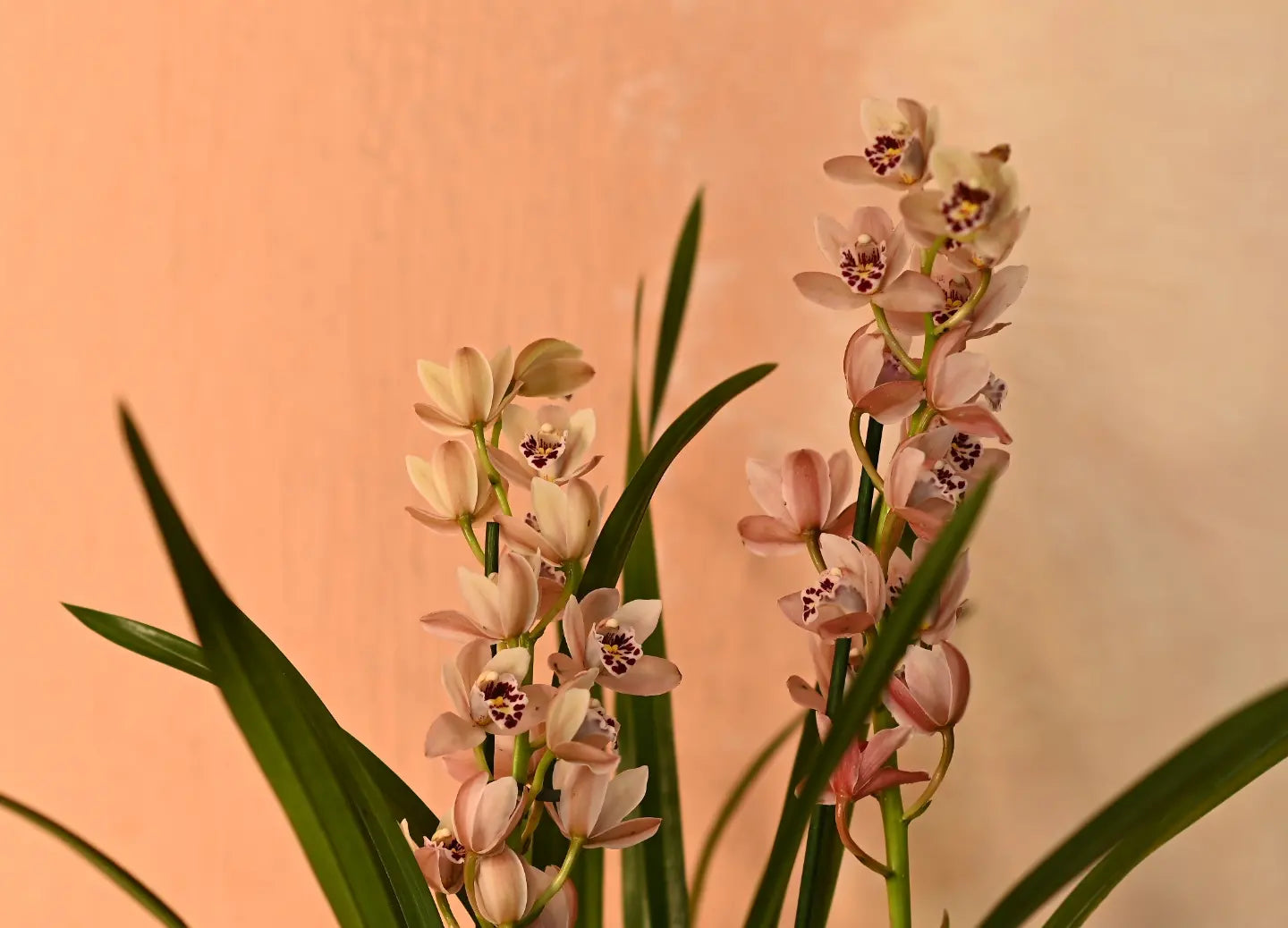 SHINING CYMBIDIUM